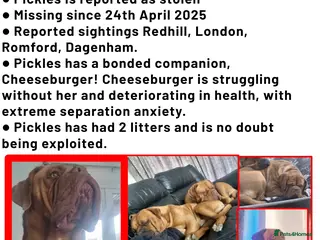 Dogue De Bordeaux dogs STOLEN. HELP BRING PICKLES HOME! - Advert 11