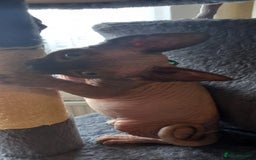 Sphynx cats for sale: 5 Adorable Sphynx Kittens for sale! - Image 24