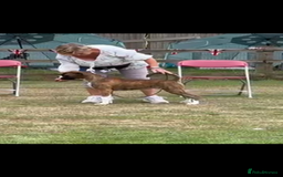 Boxer dogs for stud: Champion Boxer dog at Stud  - Image 11