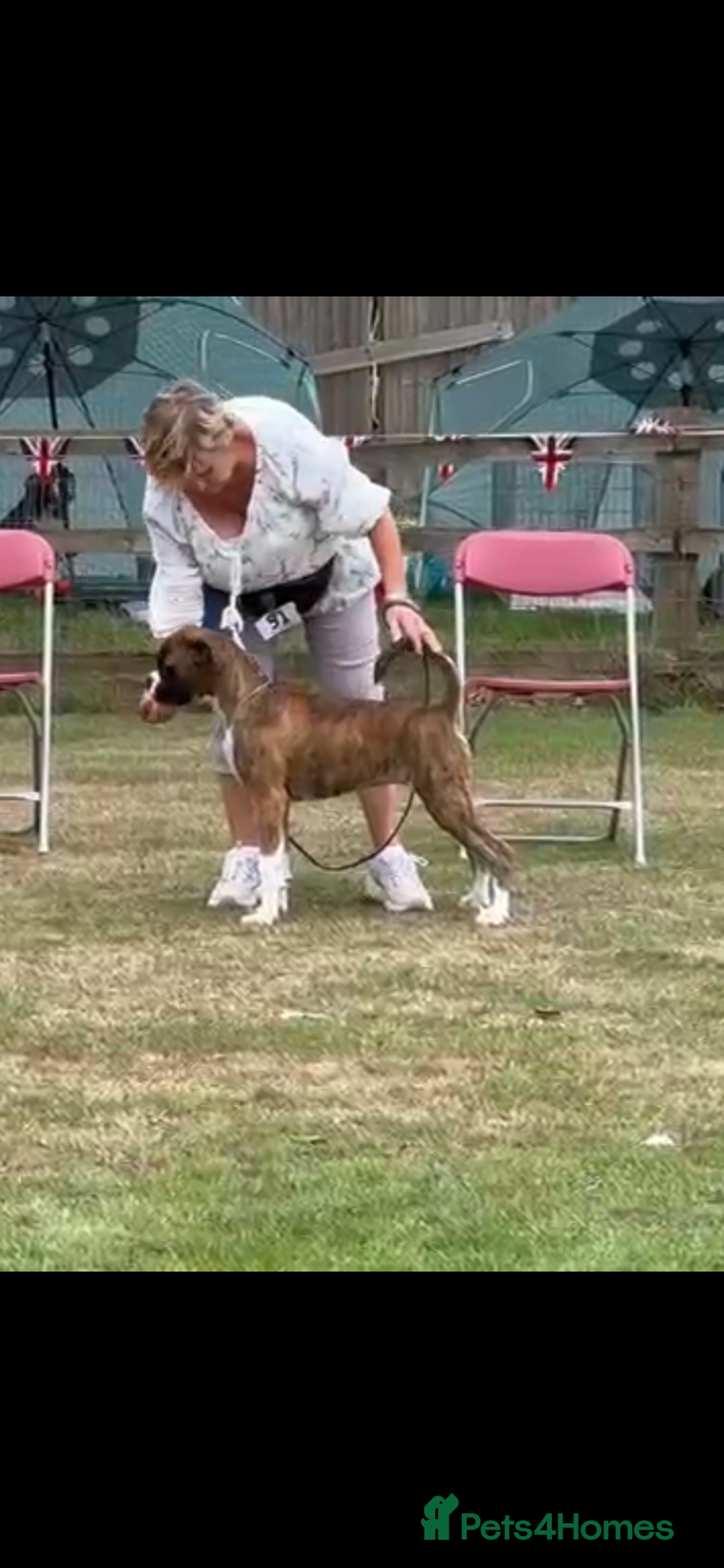 Boxer dogs for stud: Champion Boxer dog at Stud  - Image 11