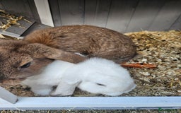 French Lop rabbits for sale: 2 female French lop rabbits and brand new hutch - Image 5