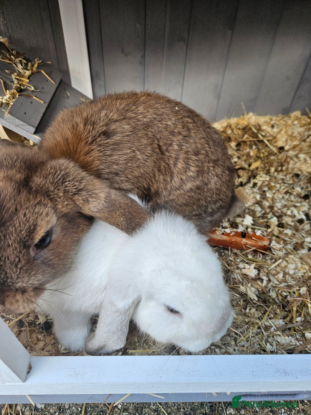 French Lop rabbits for sale: 2 female French lop rabbits and brand new hutch - Image 5