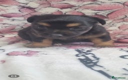 Jack Russell dogs for sale: 2 Beautiful Jack Russell puppies ready now - Image 4