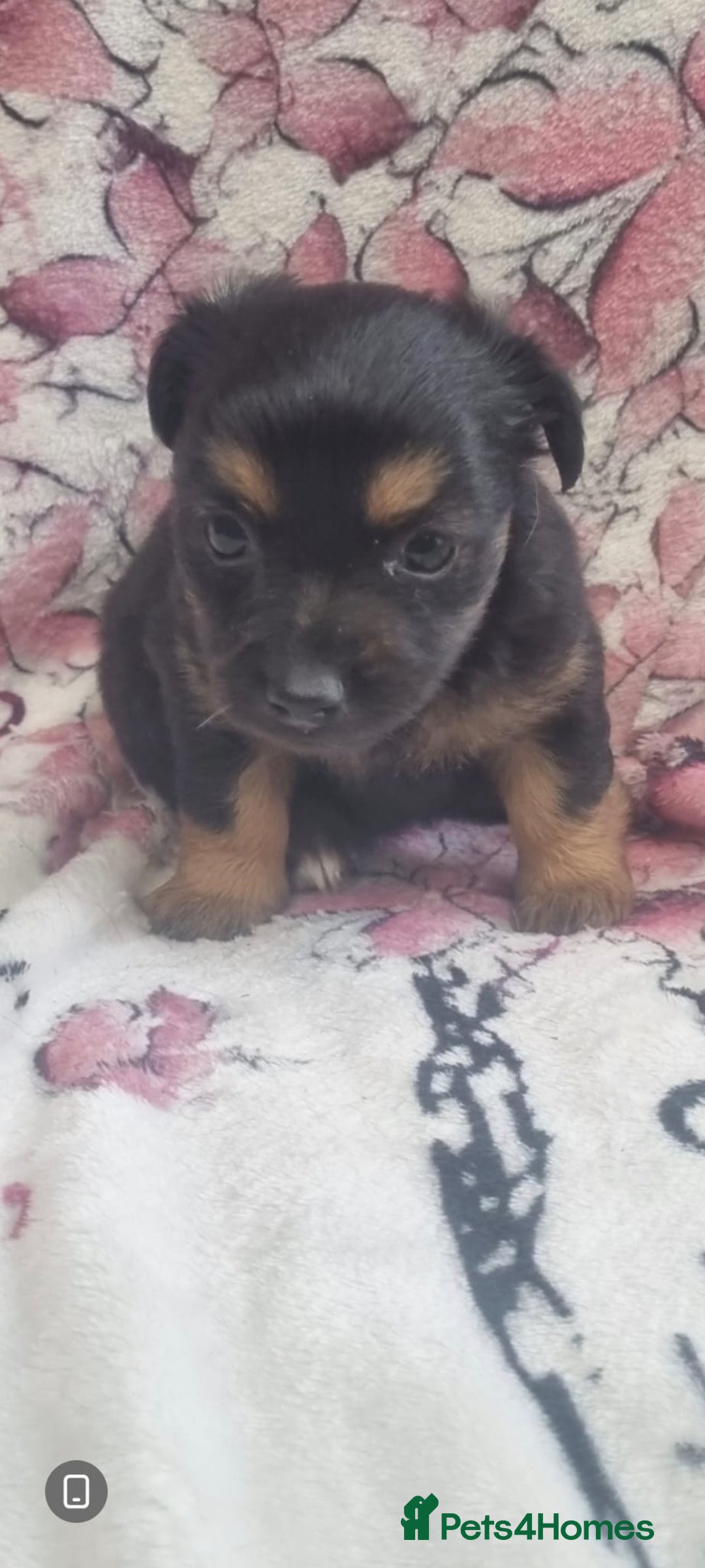 Jack Russell dogs for sale: 2 Beautiful Jack Russell puppies ready now - Image 4