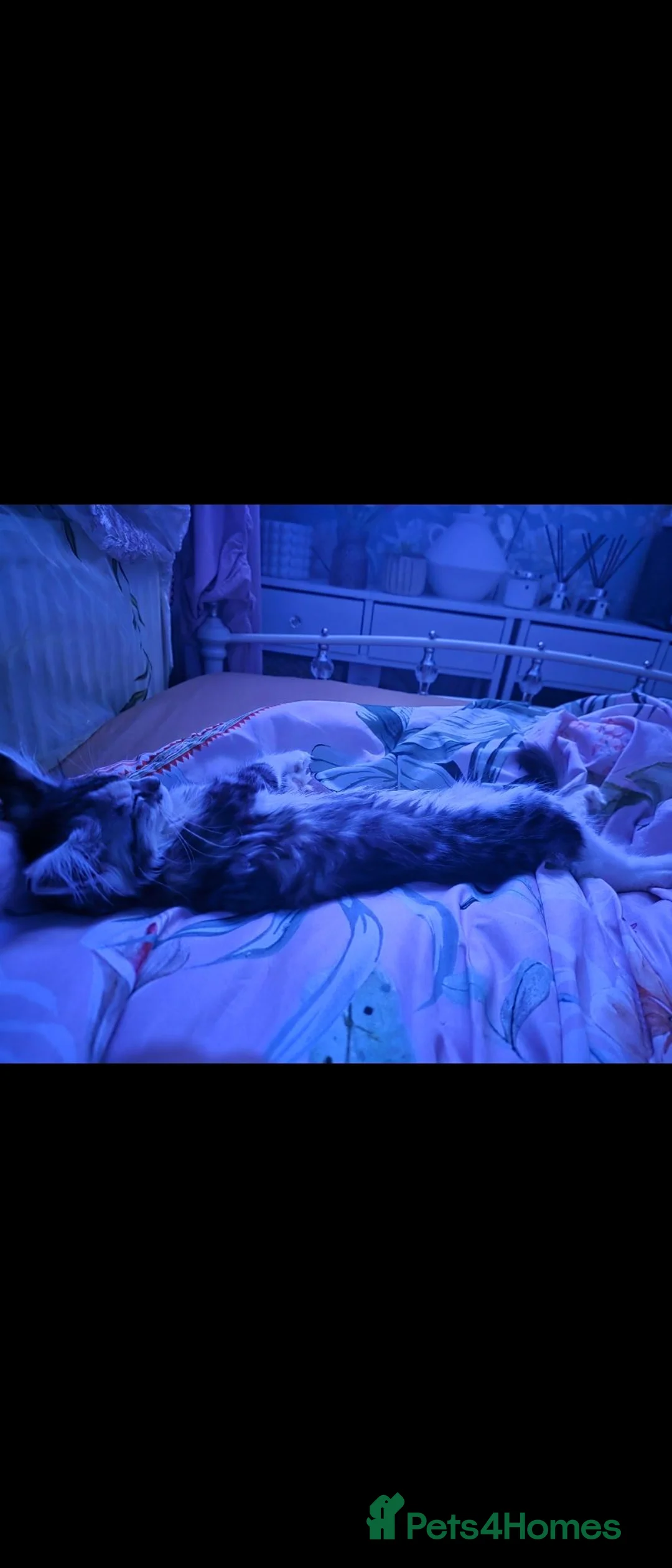 Maine Coon cats for sale:  Maine Coon kitten looking for a loving new home.  in Dewsbury - Advert 11
