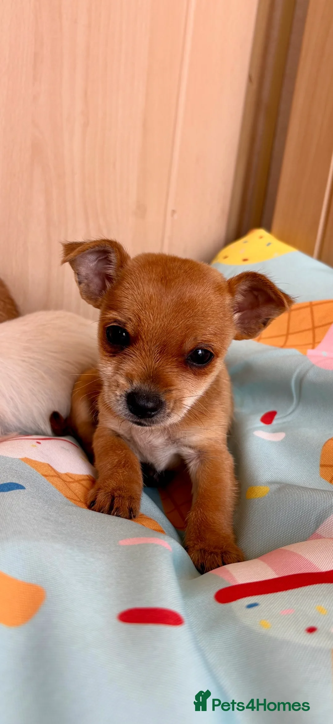 Mixed Breed dogs for sale: Jack Russell Cross Chorkie Puppies – Ready Now - Advert 2