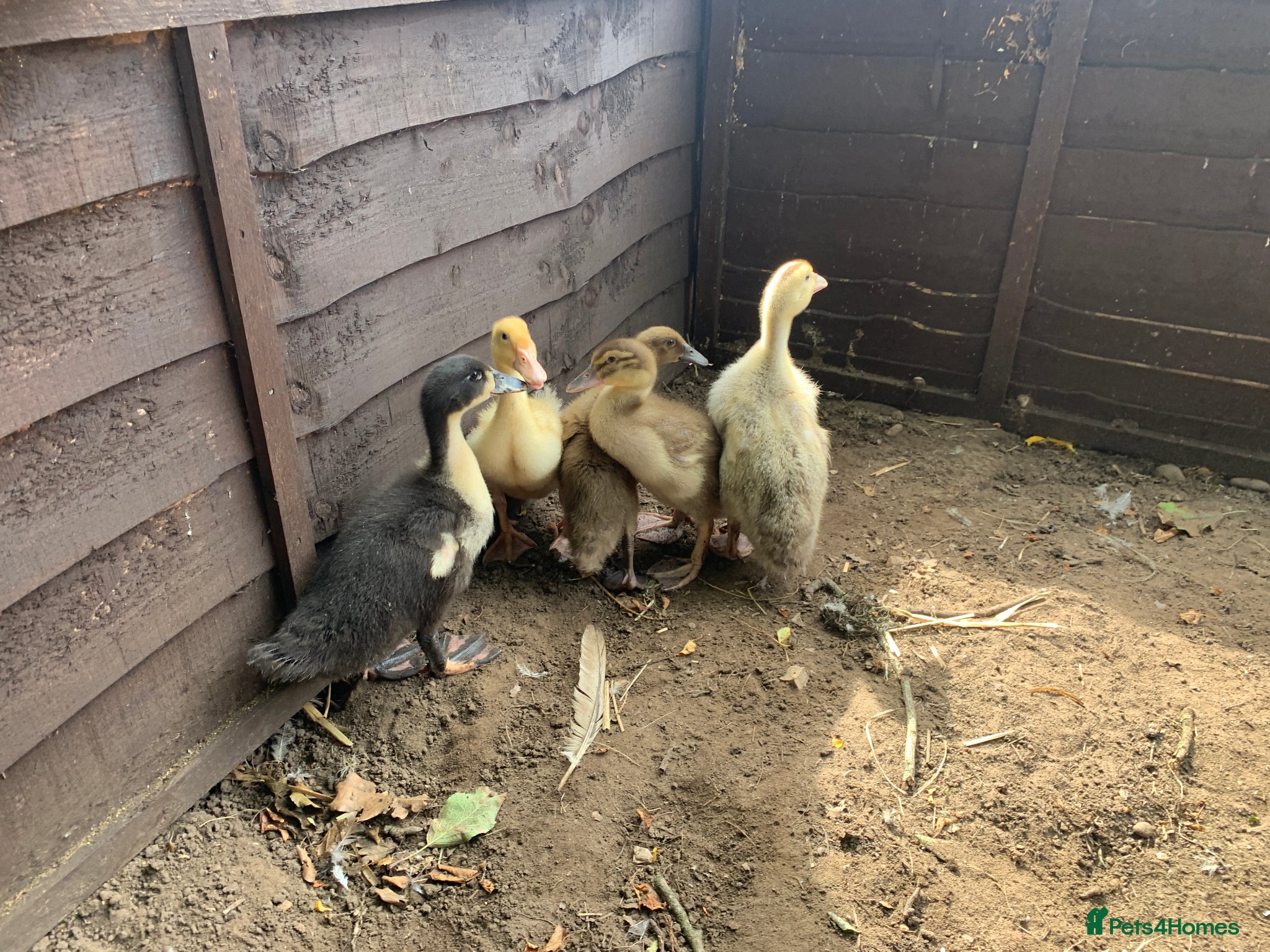Ducks poultry for sale: Ducks for sale - 5 Ducks - Advert 4