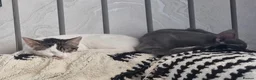 Oriental cats for sale: Oriental Shorthair Male and Female - Advert 6
