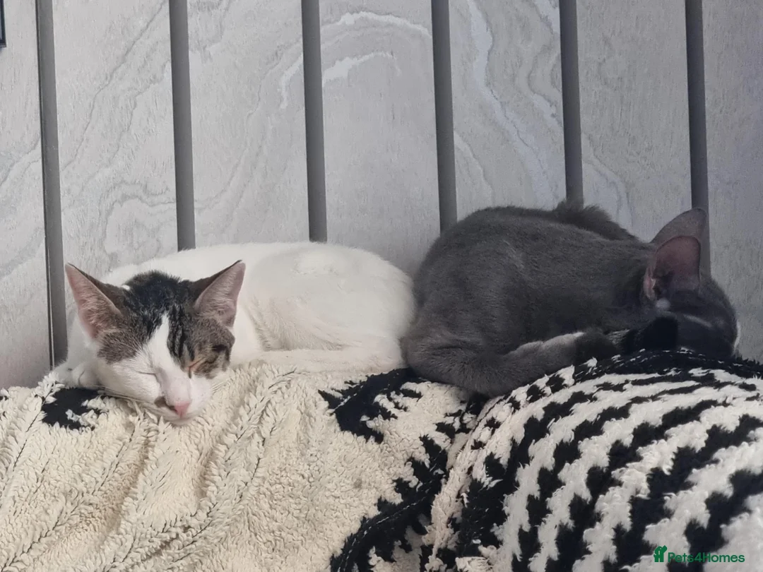 Oriental cats for sale: Oriental Shorthair Male and Female - Advert 6