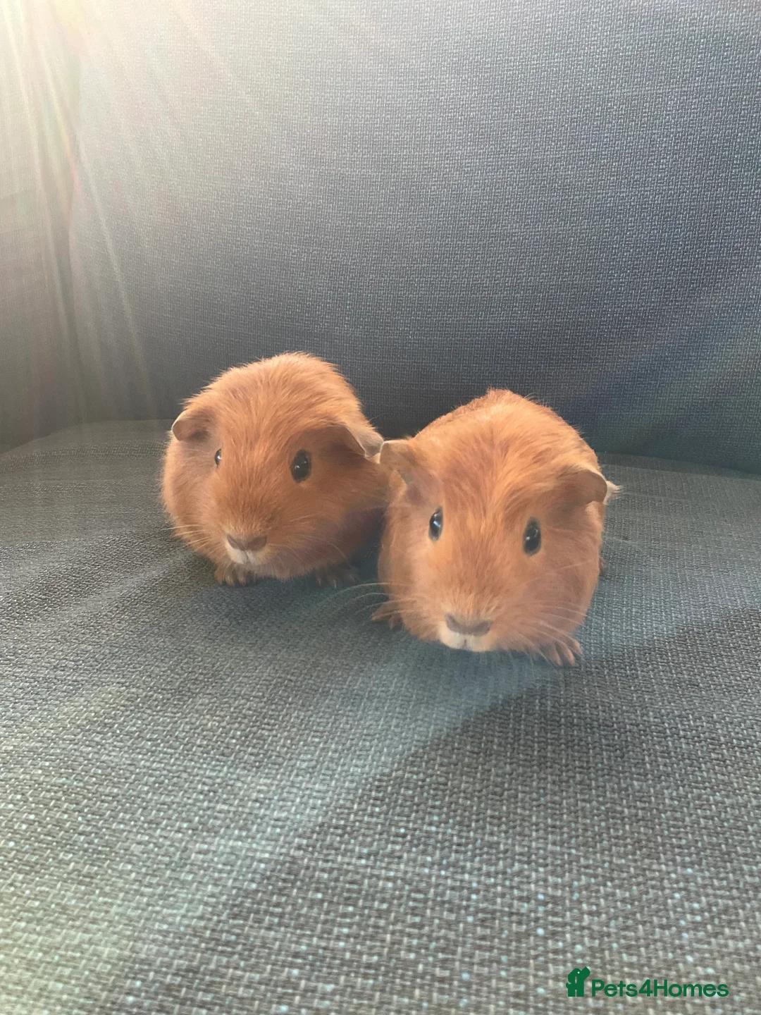 Guinea Pig rodents for sale: 2 boy guinea pig (brothers) £35 for Both - Advert 3