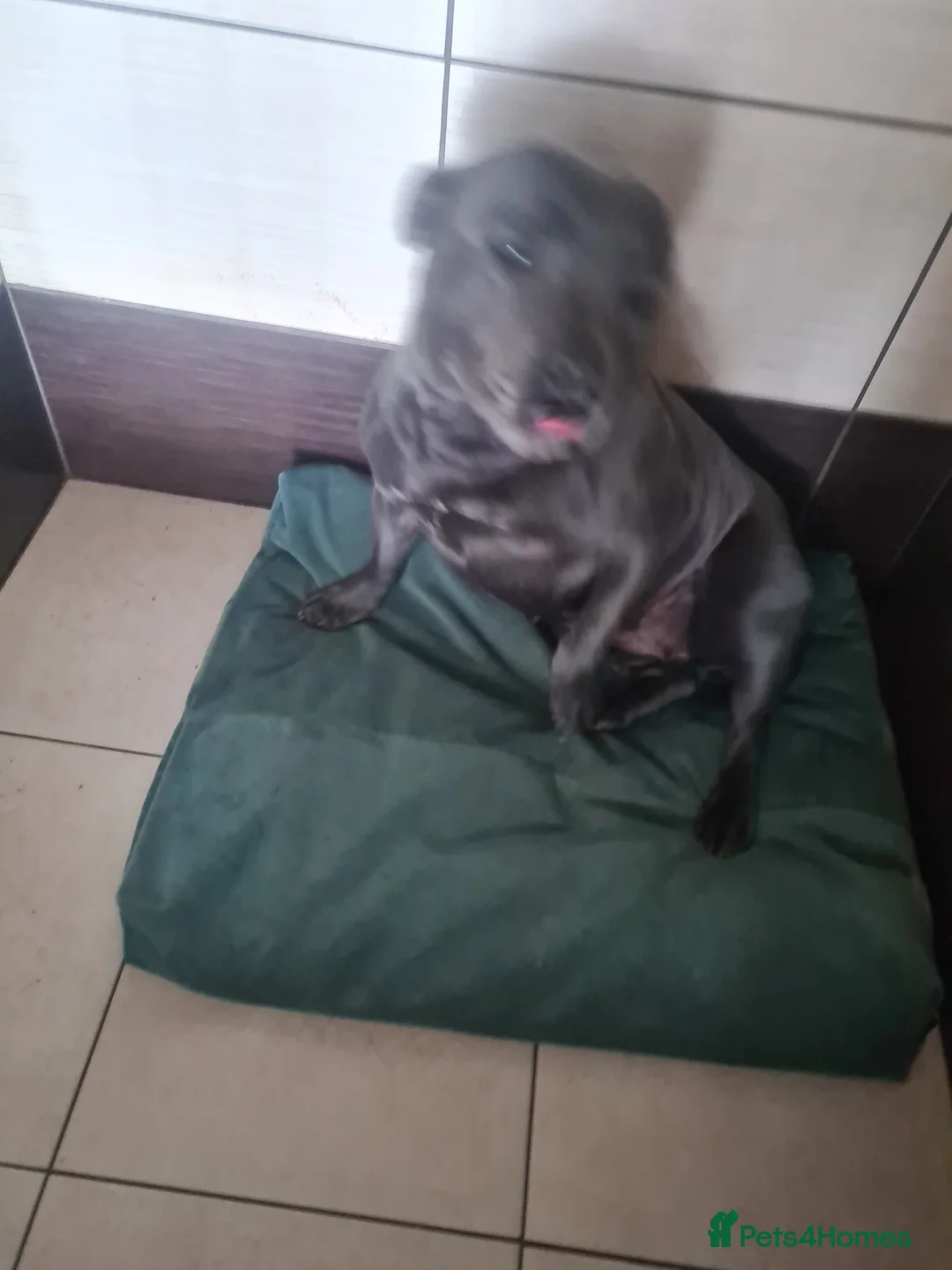 Mixed Breed dogs for sale: Mixed breed dog mixed dog in Wisbech - Advert 1