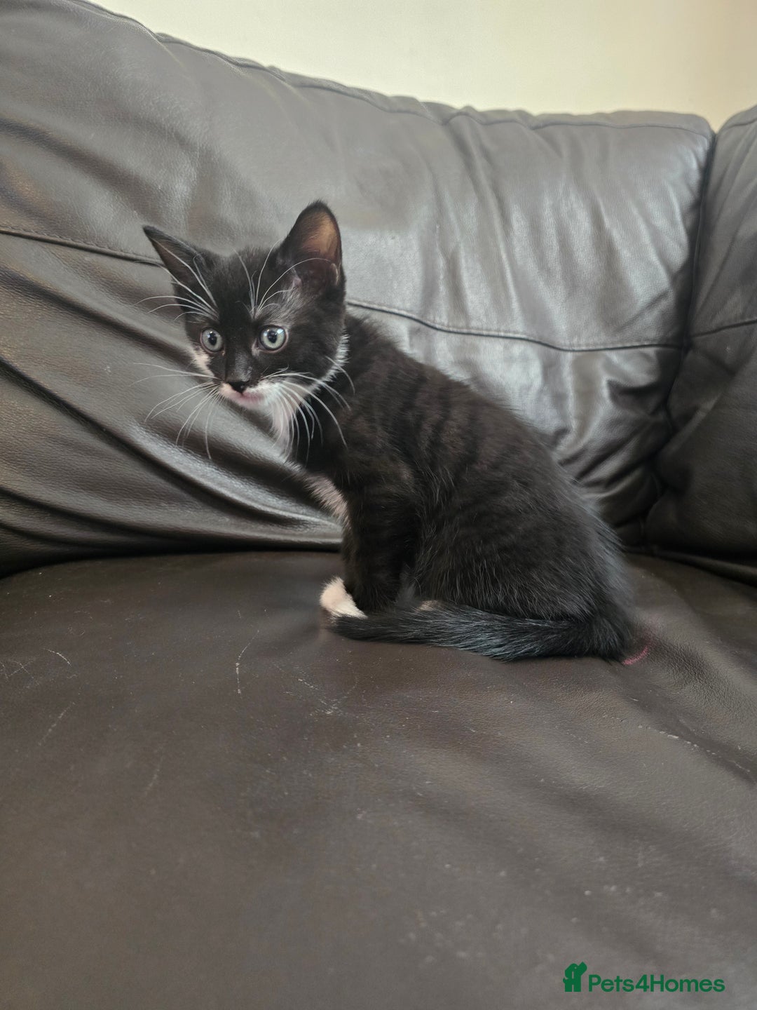 Domestic Shorthair cats for sale: Kittens  - Image 3