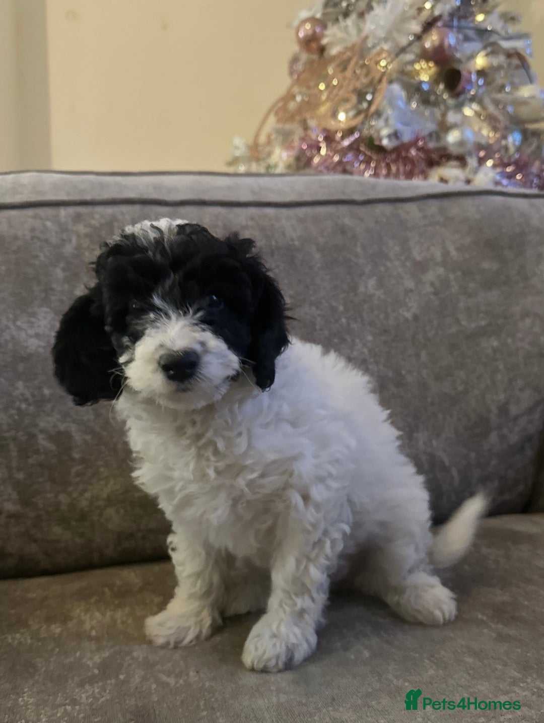 Cockapoo dogs for sale: Beautiful cockapoos for sale - Advert 13