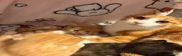 Mixed Breed cats for sale: Kittens for sale in Hounslow - Advert 15