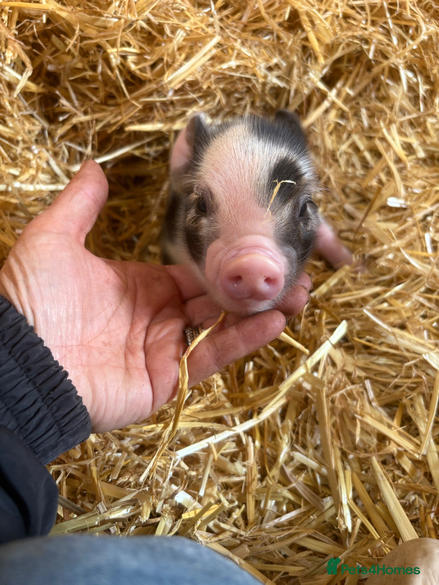 Pig livestock Miniature pet piglets - Advert 2