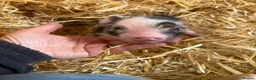 Pig livestock for sale: Miniature pet piglets - Advert 1