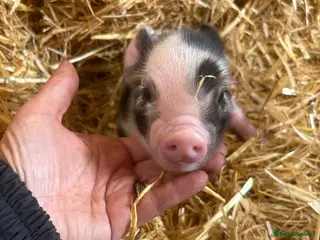 Pig livestock Miniature pet piglets - Advert 2