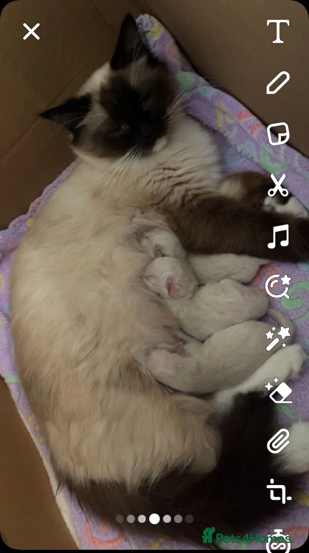 Ragdoll cats for stud: BEAUTIFUL BLUE POINT LARGE STUD RAGDOLL in Preston - Advert 14