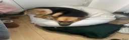 German Shepherd dogs for sale: Yogi  - Advert 5