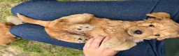Cockapoo dogs for sale: Cockapoo Puppy - one chunky boy left 🐾 - Advert 6
