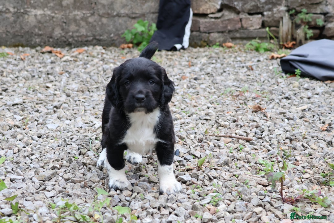 English Springer Spaniel dogs for sale: Heavily marked traditional working ESS - Image 4