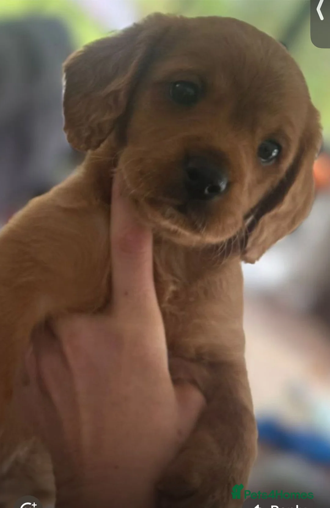 Mixed Breed dogs for sale: Cavador  in Stoke-on-Trent - Advert 3