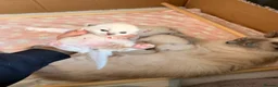Ragdoll cats for sale: Gorgeous Blue Point Ragdoll Kittens Available  in Derby - Advert 14