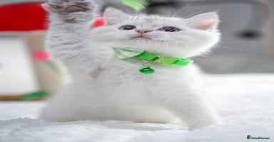 British Shorthair cats - Advert 9