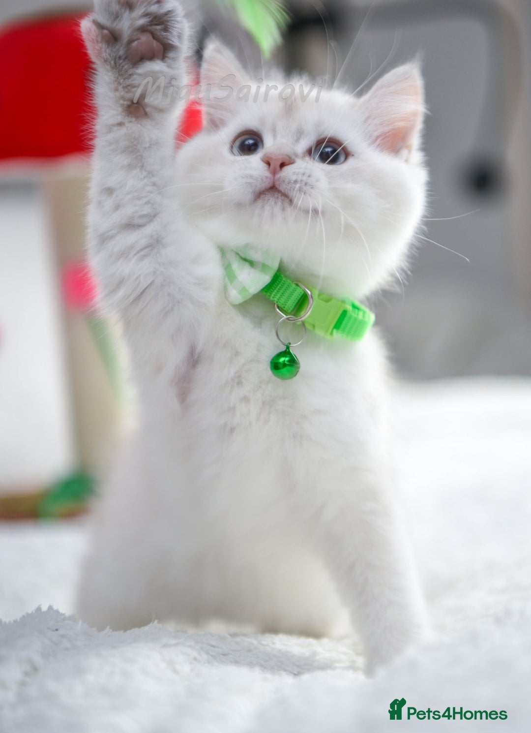 British Shorthair cats for sale: British shorthair kittens Champion parents  - Image 13