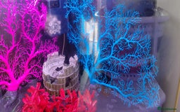 Other/Mixed Breed fish for sale: 190lt corner fishtank - Image 2