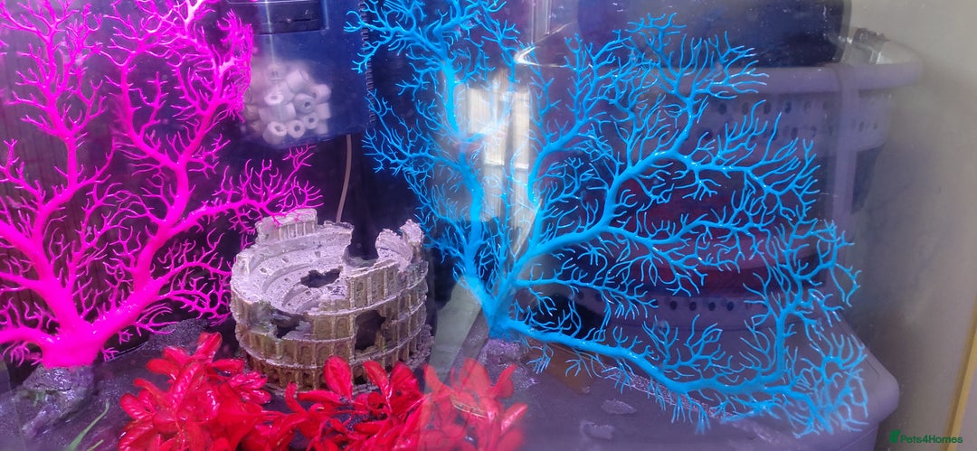 Other/Mixed Breed fish for sale: 190lt corner fishtank - Image 2