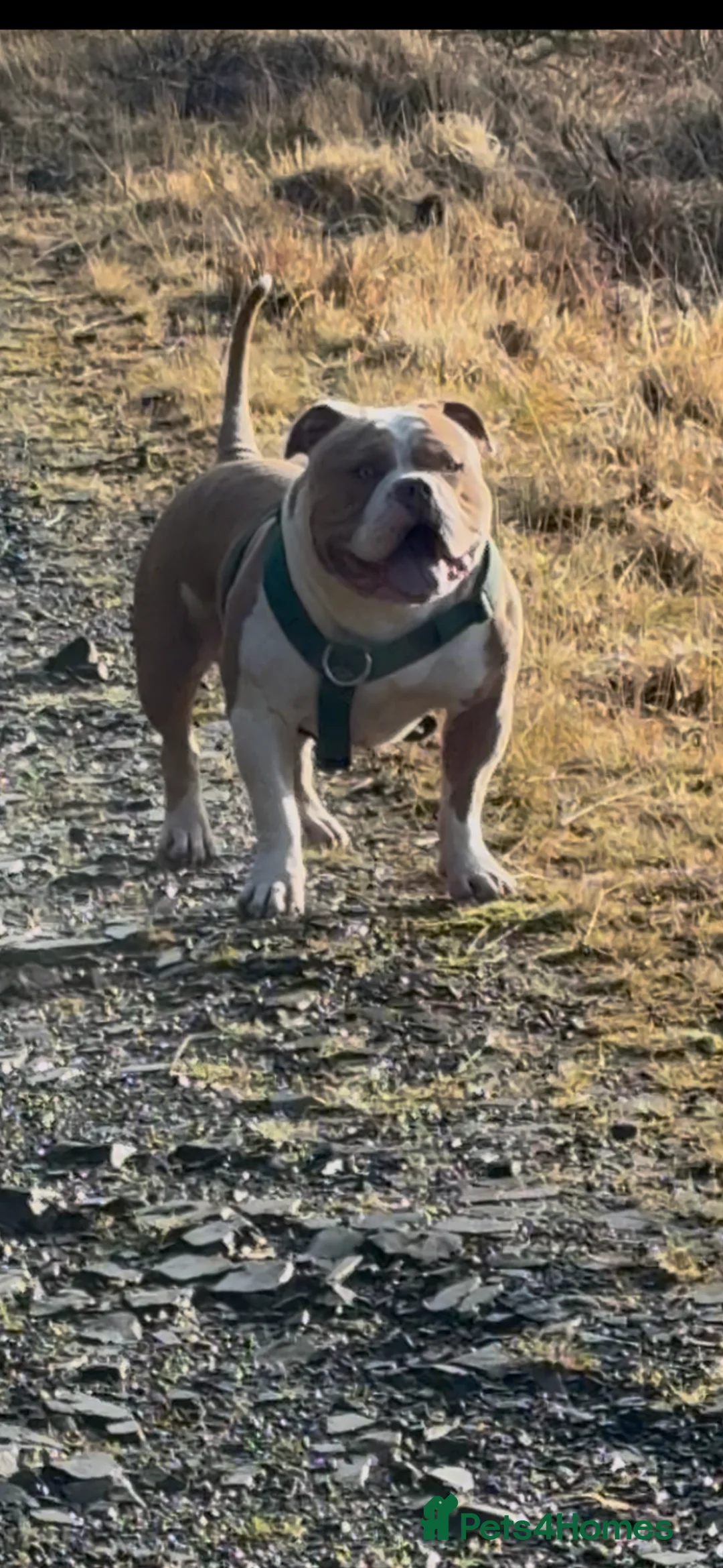 American Bully dogs for stud: American pocket bully  - Advert 2