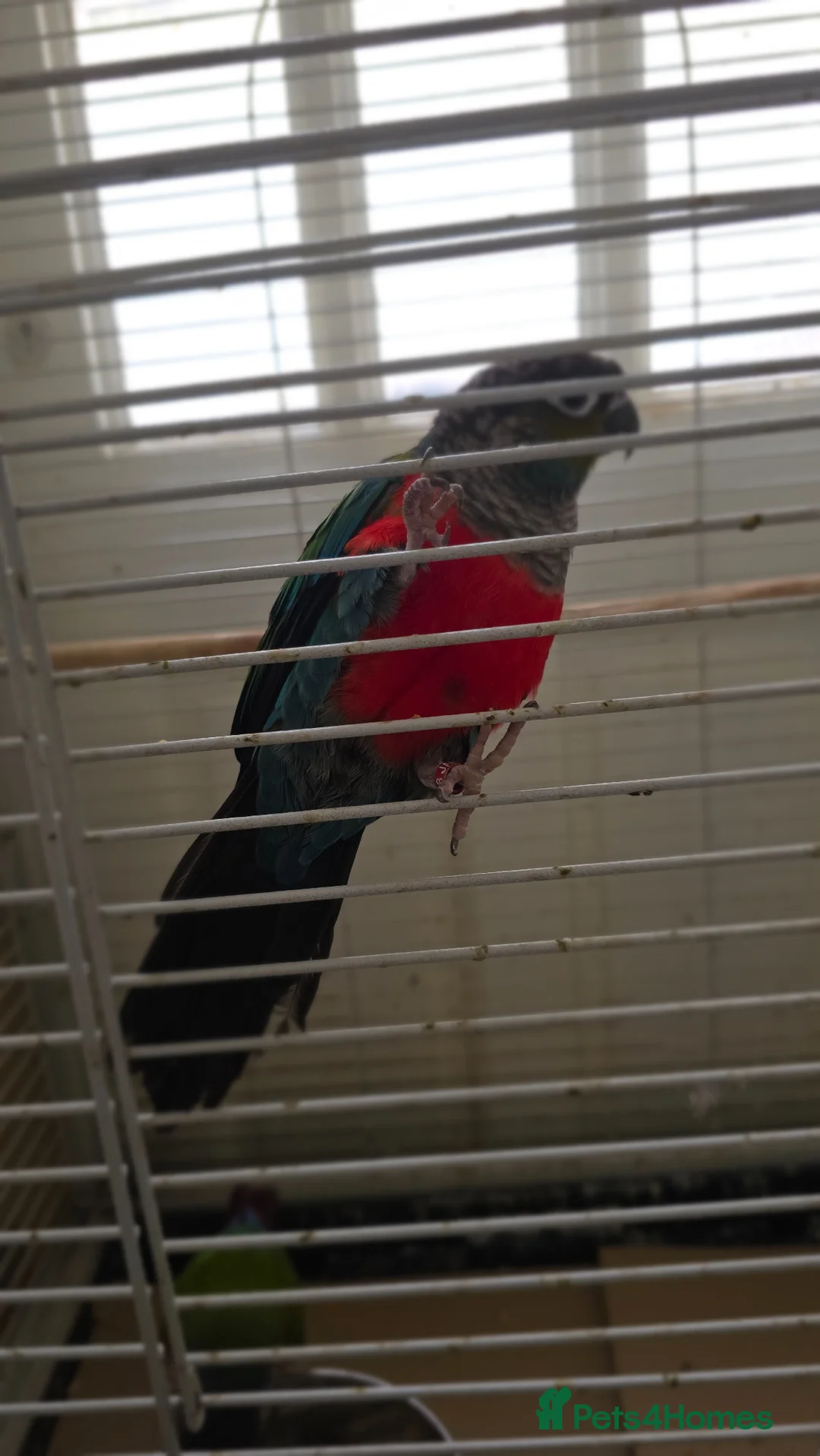 Conures birds for sale: Pair of Red-Bellied Conures - Advert 3