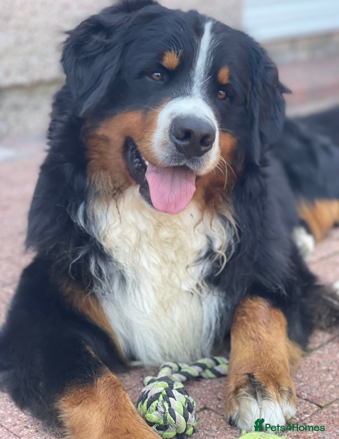 Bernese Mountain Dog dogs for stud: 🔥 CRUZ💥 TOP QUALITY BERNESE MOUNTAIN DOG STUD in Whitehaven - Image 2