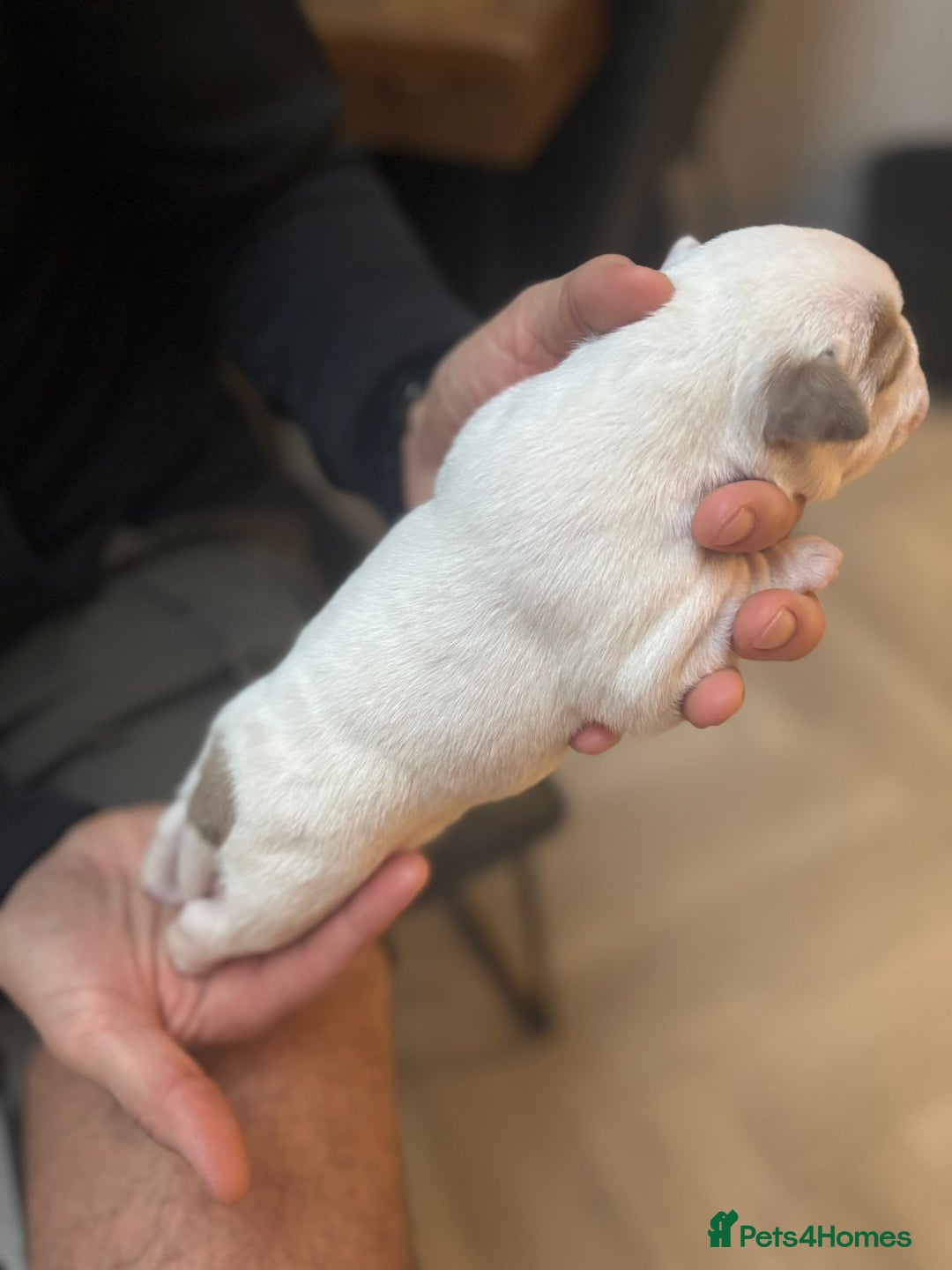 Mixed Breed dogs for sale: English Bulldog Staff Mix (Old Tyme Bulldog) - Image 8