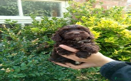 Cockapoo dogs for sale: F1 Chocolate Choc/Tan and Gold Cockapoo Puppies - Image 21