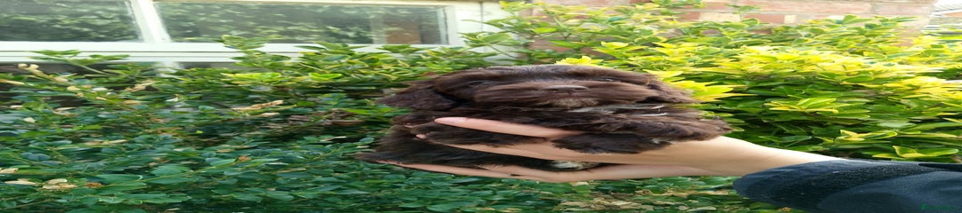 Cockapoo Puppy 6