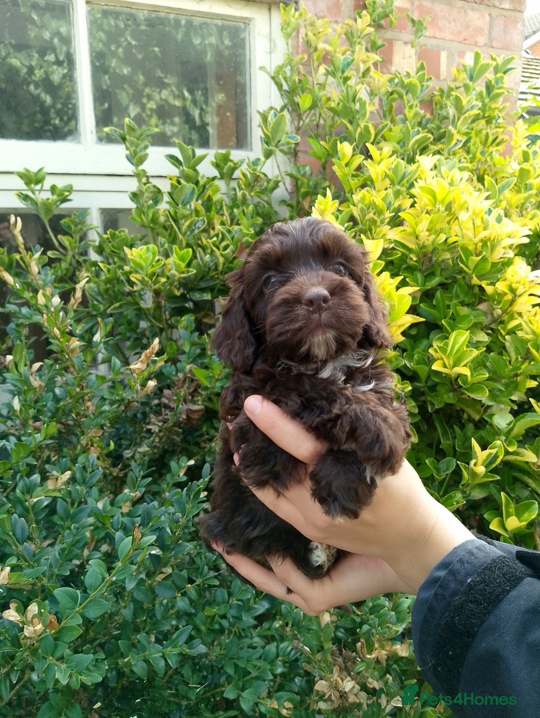 Cockapoo dogs for sale: F1 Chocolate Choc/Tan and Gold Cockapoo Puppies - Image 21