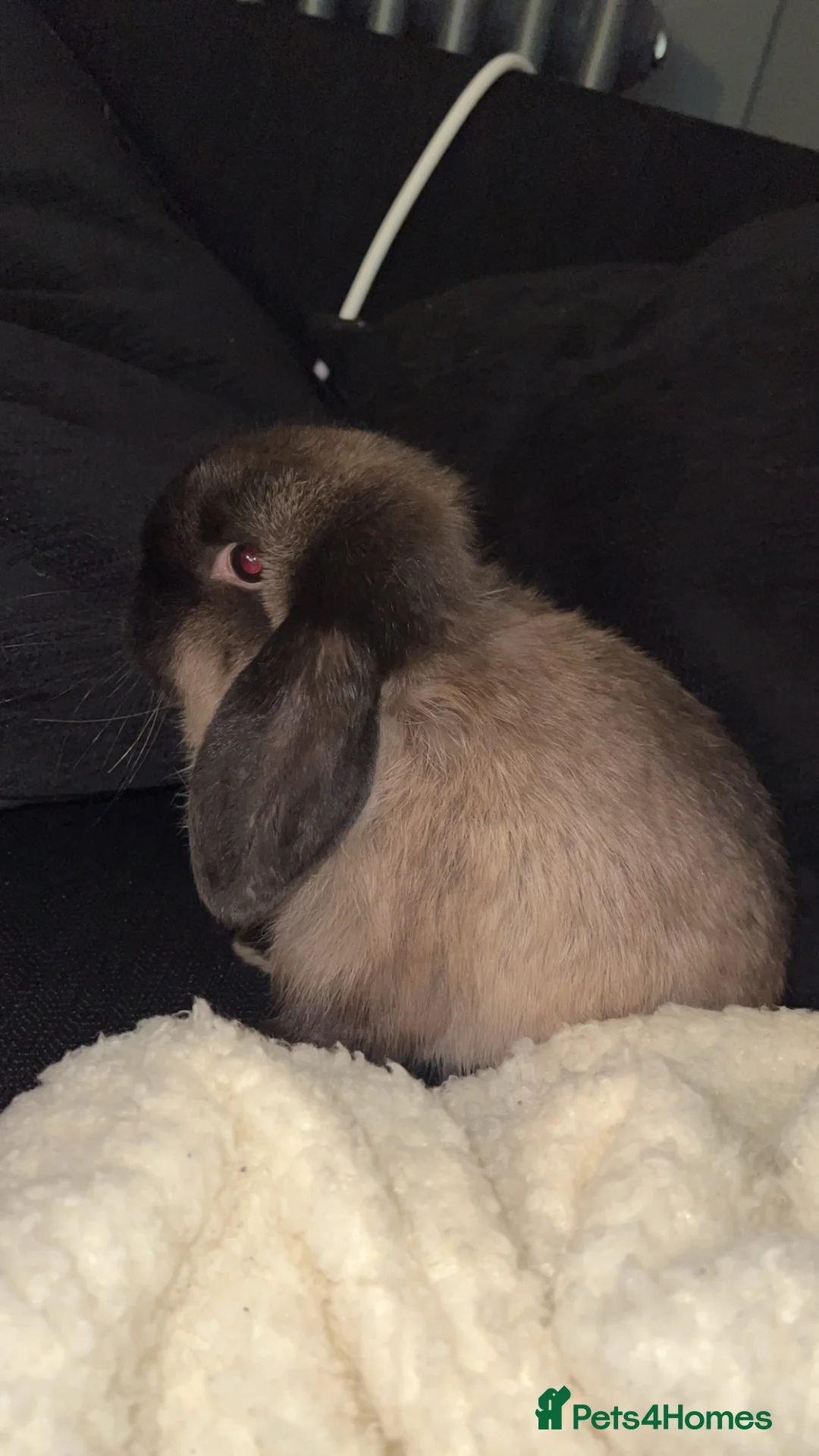 Mixed Breed rabbits for sale: Stefan - Advert 4