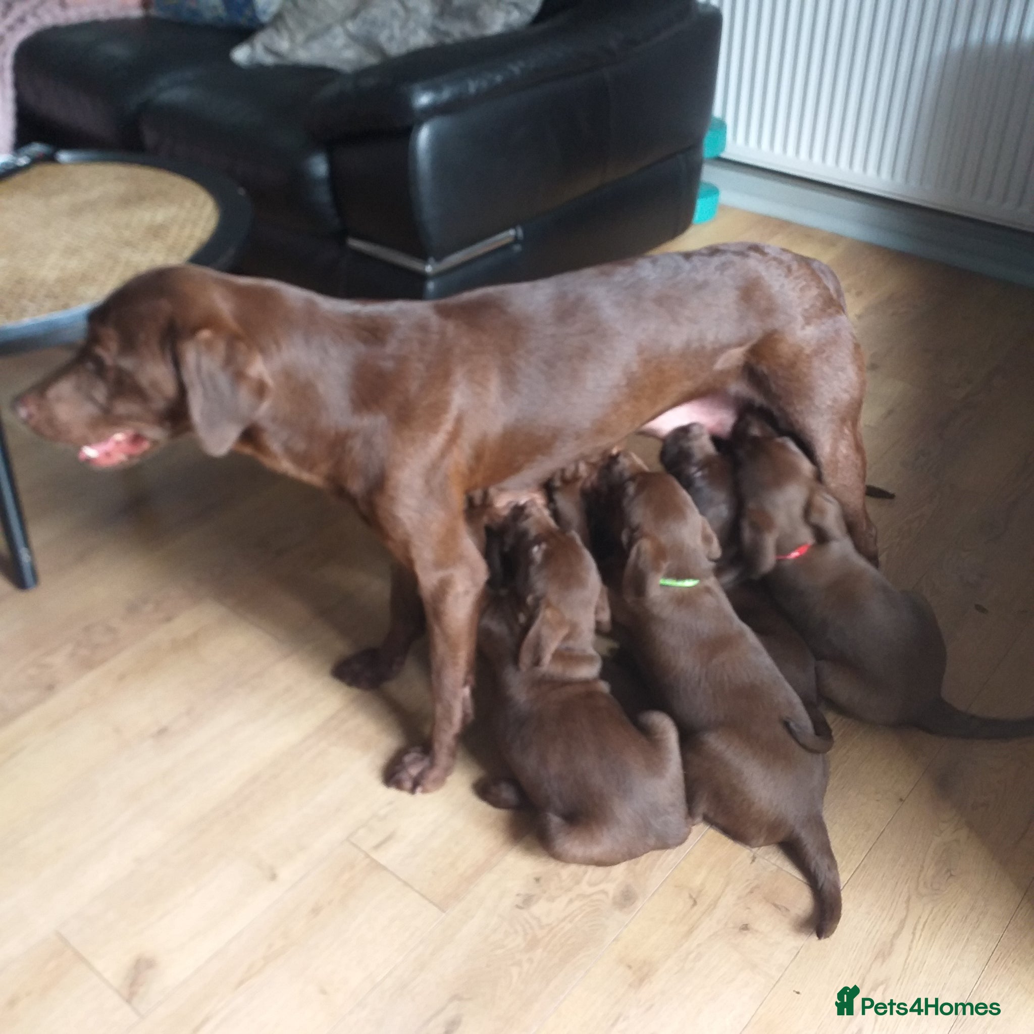 Labrador Retriever dogs Ready to go now KC Registered Chocolate LabPups - Advert 1