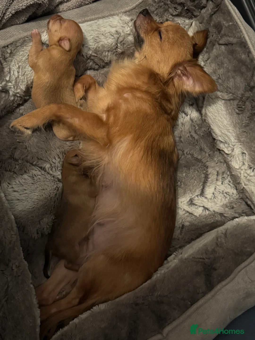 Chihuahua dogs for sale: Female Chihuahua READY NOW - Advert 2