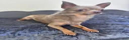 Chihuahua dogs for sale: Lilac KC Reg Chihuahua Stud  - Advert 2