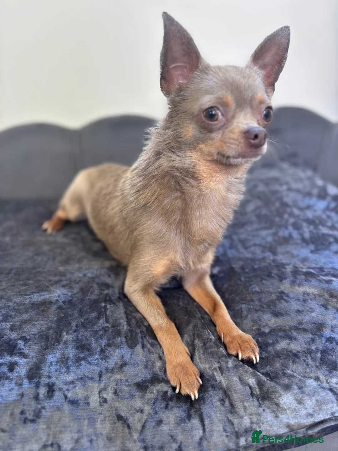 Chihuahua dogs for sale: Lilac KC Reg Chihuahua Stud  - Advert 2