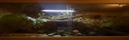Python Snake reptiles for sale: Snake Vivarium  - Advert 2