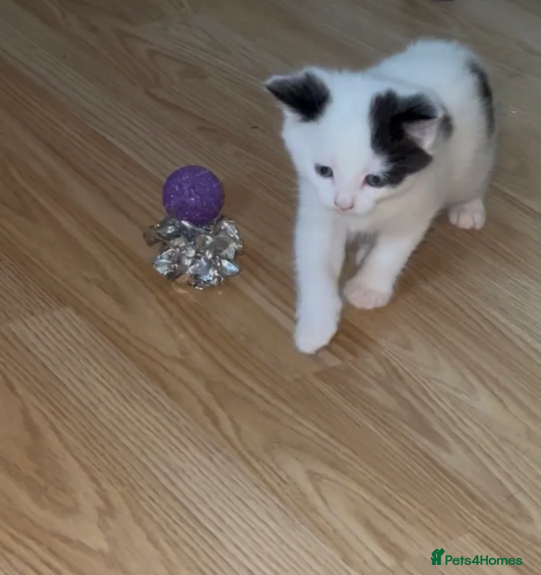 Mixed Breed cats for sale: Three beautiful playful kittens  - Advert 2
