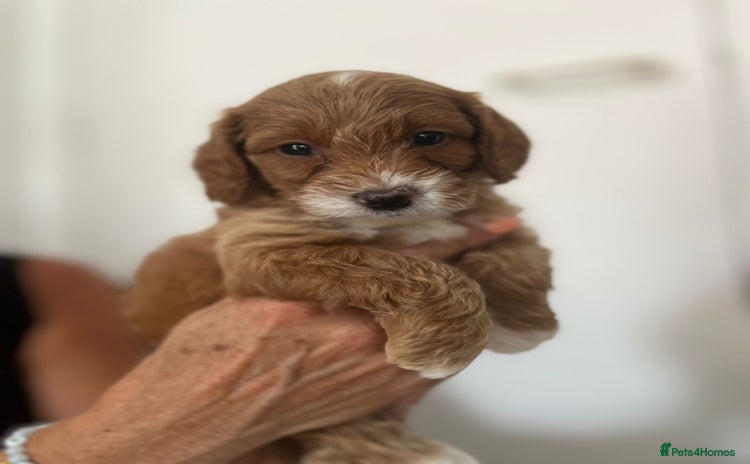 Australian Labradoodle dogs - Advert 2