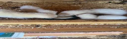 Ferret rodents for sale: Beautiful litter of ferret kits  - Advert 6