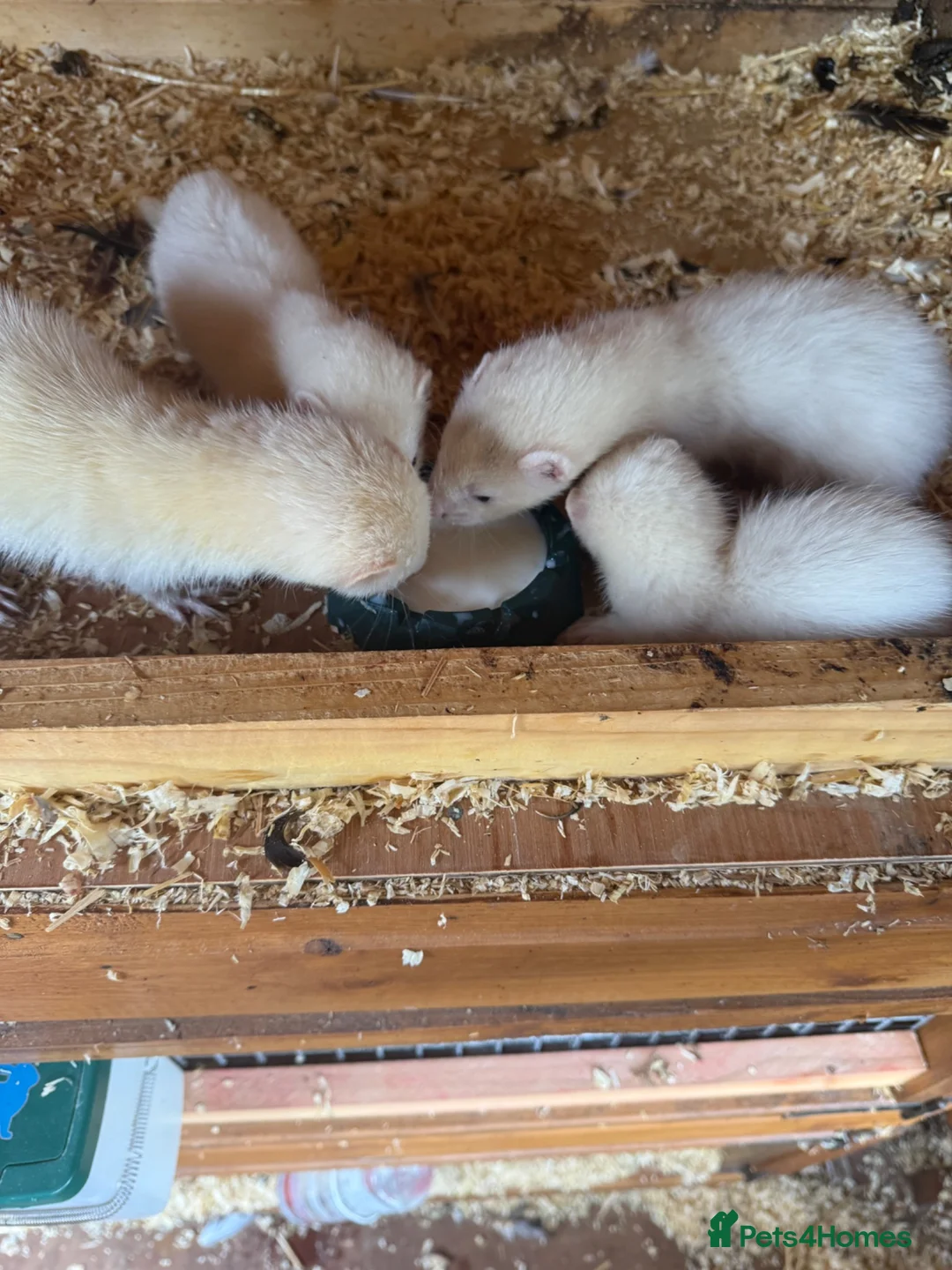 Ferret rodents for sale: Beautiful litter of ferret kits  - Advert 6