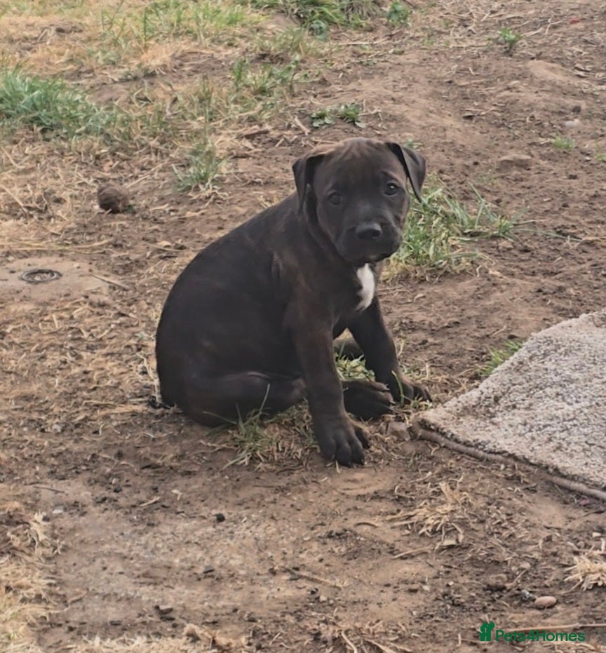 Staffordshire Bull Terrier dogs Stafordshire puppies - Advert 2