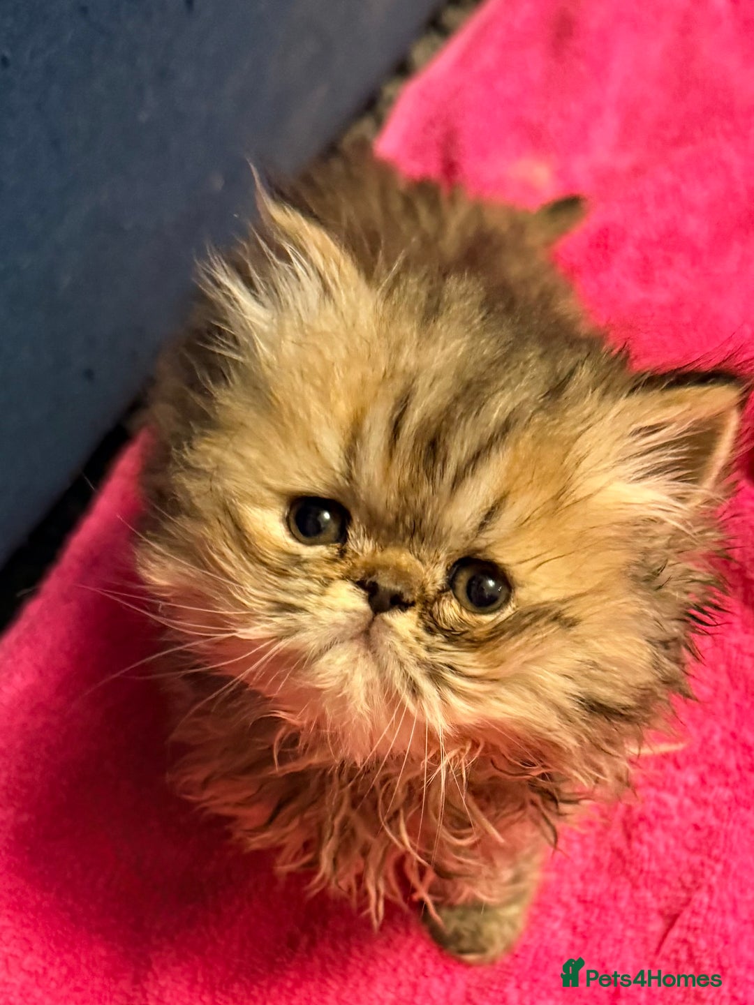 Persian cats for sale: Stunning GCCF reg Persians – Born Halloween 2025  - Advert 15